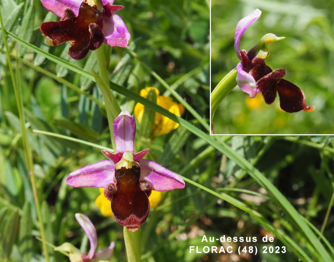 Orchid, Woodcock flower